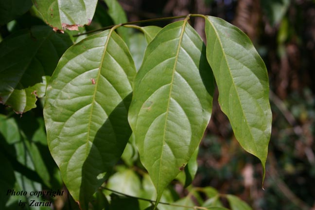 ayahuasca plant