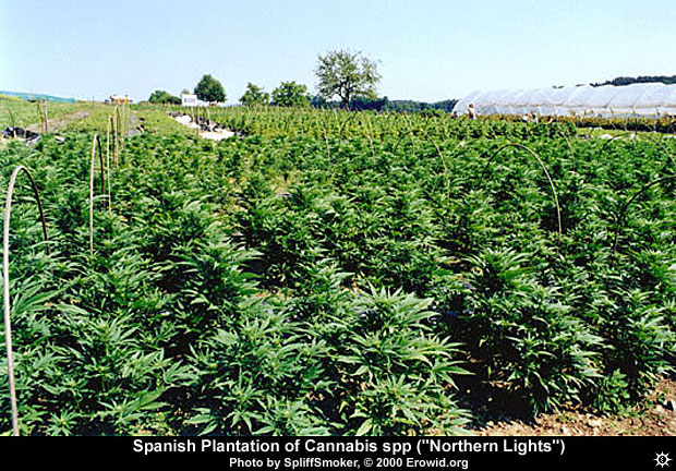 http://www.erowid.org/plants/cannabis/images/archive/cannabis_field1.jpg