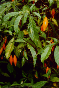 Iboga plant showing colorful fruits