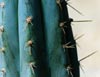 trichocereus cacti