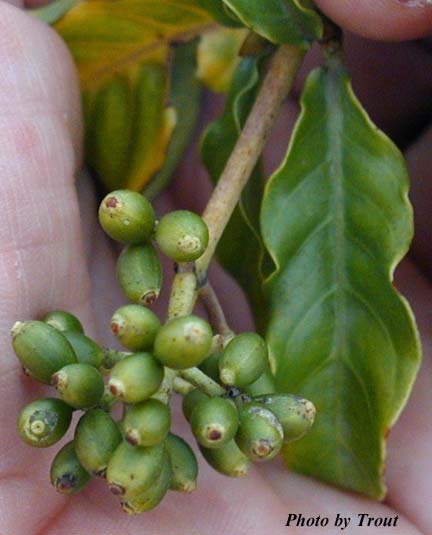 P. carthagenensis fruit Photo by Trout
