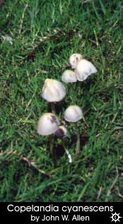 Copelandia cyanescens