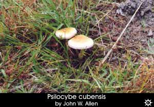 psilocybe cubensis16 sm - Seattle Children&apos;s says mold outbreak linked to 6 deaths since 2001