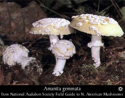 A. gemmata