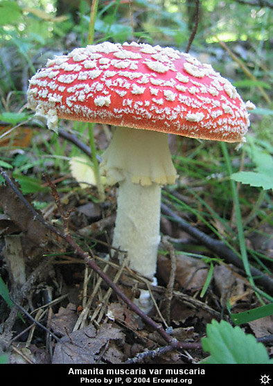 A. muscaria var. muscaria