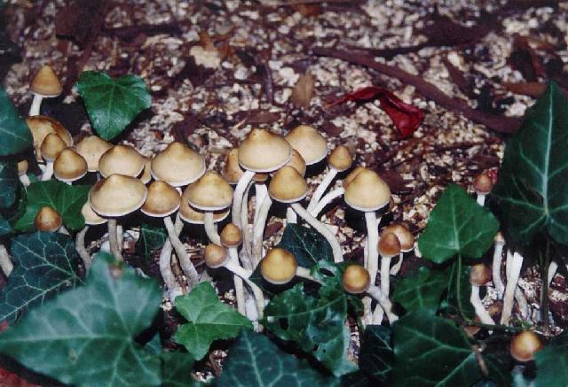 mushroom primordia