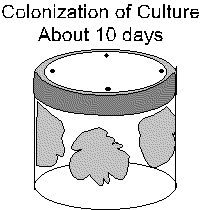 Picture of Culture Jar 10 days after inoculation