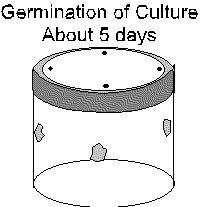 Picture of Culture Jar 5 days after inoculation