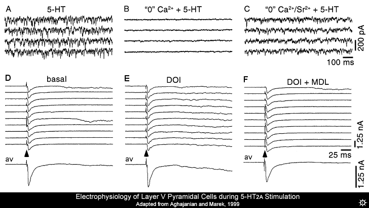 Electrophysiology of layer V pyramidal cells - Aghajanian & Marek 1999