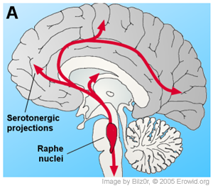 brain with raphe nuclei